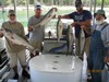 (07/14/2018) - Nice Striped Bass